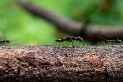 Close-up of ants on tree