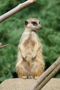 Meercat checking its surrounding