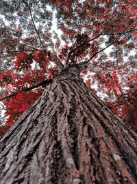 Low angle view of tree trunk against sky