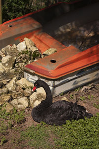 Black swans on field