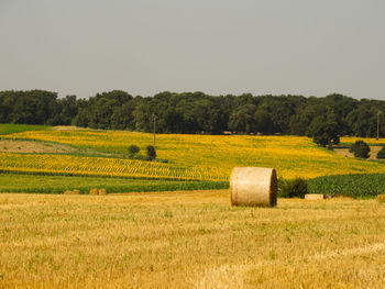 Hay bales on field against clear sky