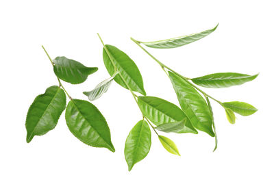 Close-up of leaves against white background