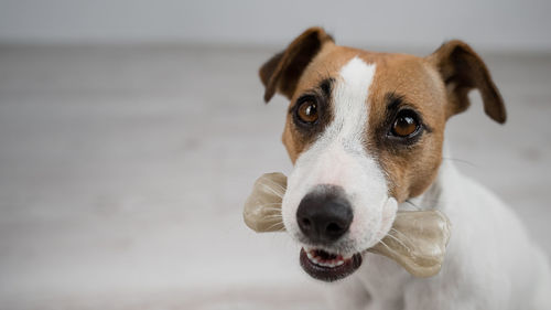 Close-up portrait of dog