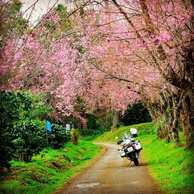 tree, transportation, the way forward, flower, full length, growth, rear view, nature, bicycle, lifestyles, grass, beauty in nature, mode of transport, leisure activity, land vehicle, road, men, walking