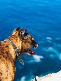 Close-up of a dog in water