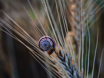 Close-up of snail