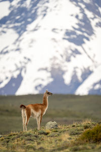 Horse standing on field