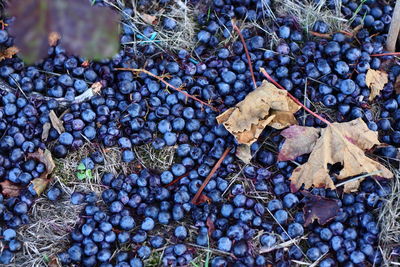 High angle view of fallen blue grapes and dry leaves on land