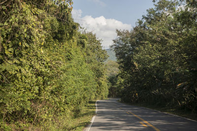 Empty road along trees