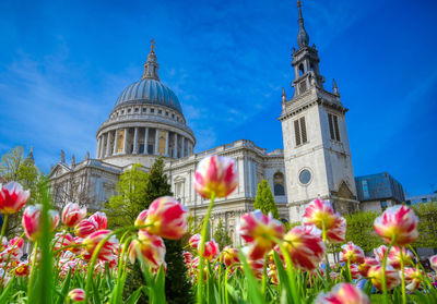 Low angle view of flowering plant against building