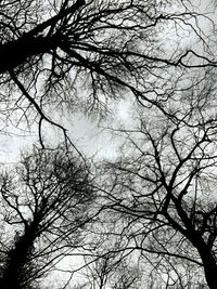 Low angle view of silhouette bare tree against sky