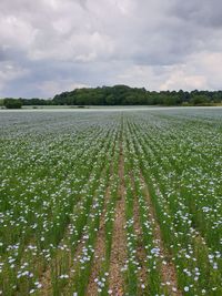 Scenic view of field against sky