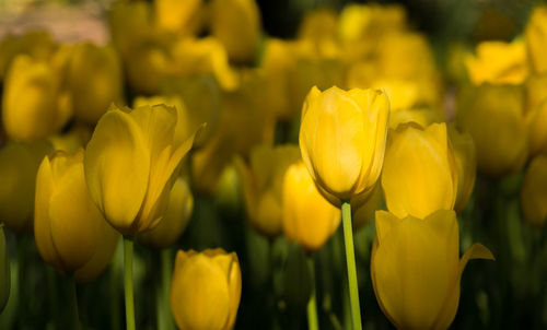 Close-up of yellow tulips on field