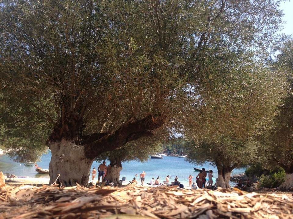 TOURISTS ON TREE AT RIVERSIDE