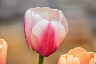 Close-up of pink tulip