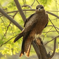 Black kite perching on tree