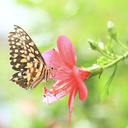 Close-up of butterfly pollinating on pink flower