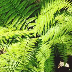 Full frame shot of fern leaves