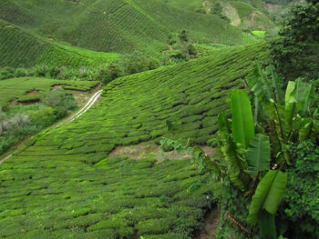 Scenic view of agricultural field