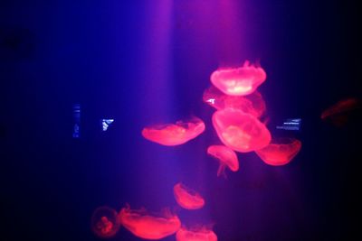 Close-up of jellyfish swimming in water