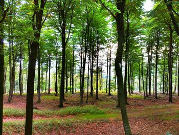 Trees in forest