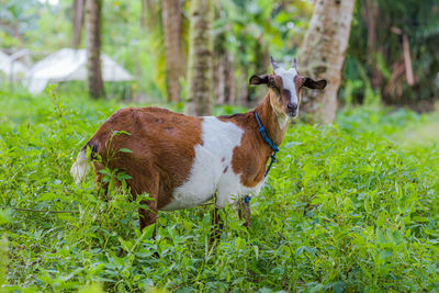 Goat standing in a field