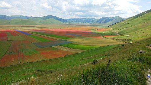 Scenic view of agricultural field against sky