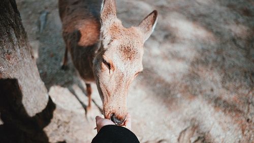 Close-up of hand feeding deer