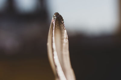 Close-up of wet plant