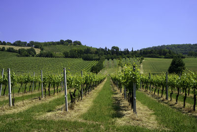 Scenic view of vineyard against clear sky