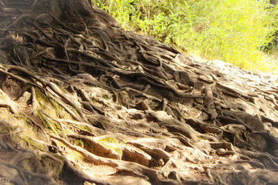 Close-up of tree trunk in forest