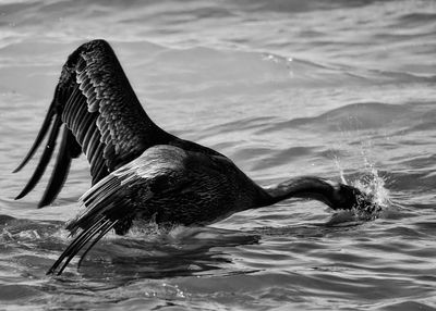 Close-up of bird flying over sea