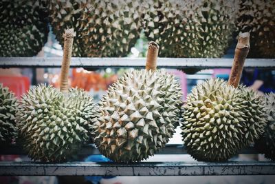 Close-up of cactus growing on potted plant