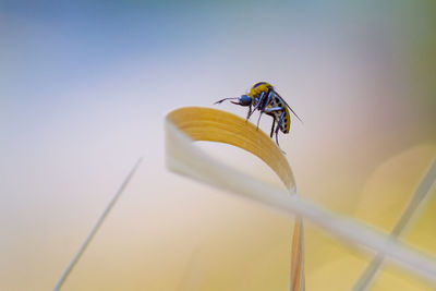 Close-up of fly on flower