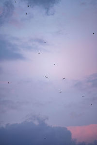 Low angle view of birds flying in sky