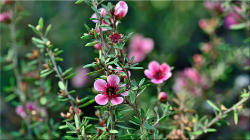 Close-up of pink flowering plants