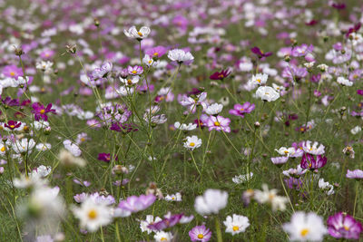 Close-up of pink cosmos flowers on field