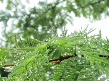 Close-up of wet plant