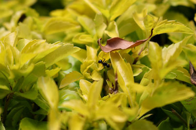 Close-up of insect on plant