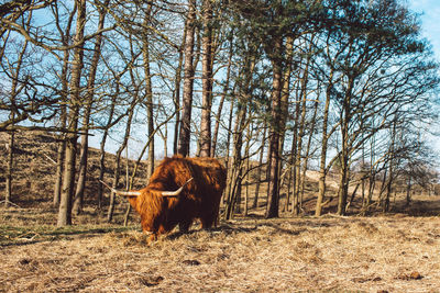 View of a cow on field