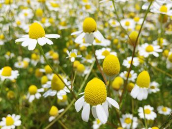 Close-up of yellow flowers blooming outdoors