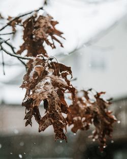 Close-up of dried leaves on frozen plant