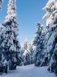 Frozen trees against sky during winter