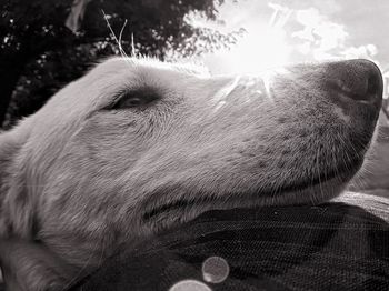 Close-up portrait of dog