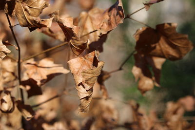 Close-up of dry leaves