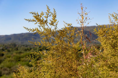 Close-up of plant against sky