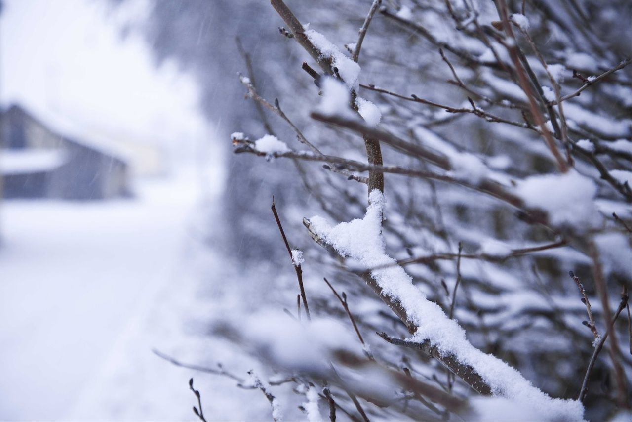 winter, snow, cold temperature, focus on foreground, season, frozen, branch, weather, nature, white color, close-up, covering, tree, bare tree, selective focus, twig, tranquility, plant, outdoors, day