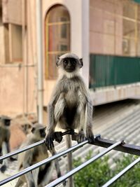 Monkey looking away in zoo