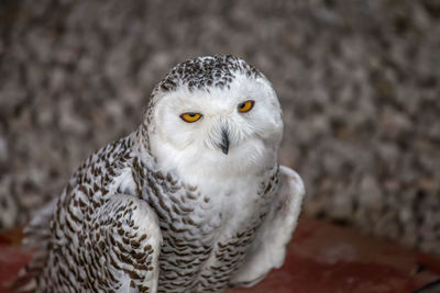 Close-up portrait of owl