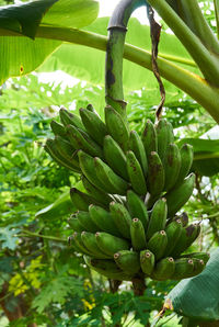 Close-up of fruit growing on plant